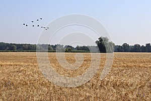 Gold wheat flied panorama with trees and flying birds