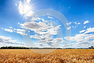 Gold Wheat flied with sun, rural countryside agriculture photo