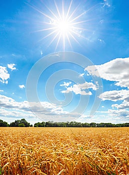 Gold Wheat flied with sun, rural countryside agriculture