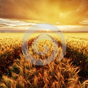Gold Wheat flied at sunset, rural countryside photo