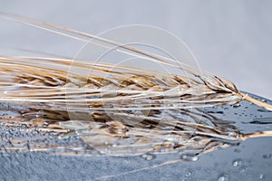 Gold wheat, grain macro on glass with water drops