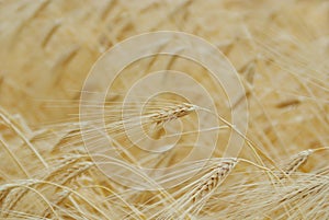 Gold wheat harvest