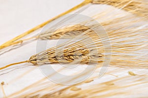 Gold wheat kernels, barley harvest on white cloth