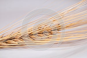 Gold wheat kernels, cereal grain on white close-up