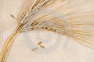 Gold wheat seeds, cereal harvest on cloth close-up