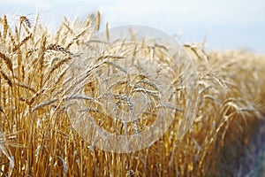 Gold wheat spikelets, cereals agriculture field