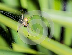 Gold White and Black Spider With Prey In Web