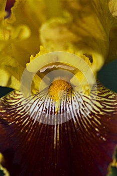 Gold And Wine Tall Bearded Iris Blossom Macro