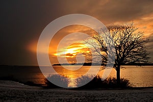 Gold winter sea sunset and trees in Finland