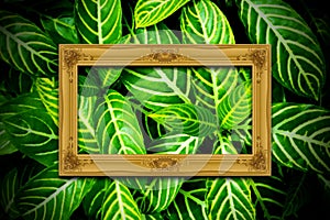 Gold wooden frame on green leaves texture background