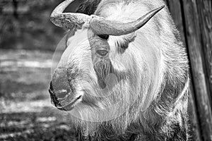 gold yak in black white, (bos mutus) with beautiful coat and horns. From Himalayas