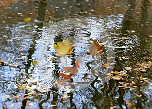 Gold yellow Autumn leaves fall in puddle trees reflection in water on asphalt in city  park nature landscape