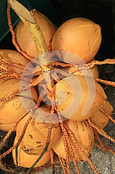 Gold yellow coconut seed