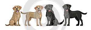 Gold yellow labrador retriever and black labrador retriever. Standing and sitting labradors isolated on white. Young and