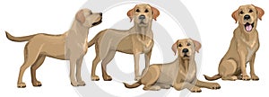 Gold yellow labrador retriever. Standing and sitting labradors isolated on white. The dog is lying. Young and friendly dogs