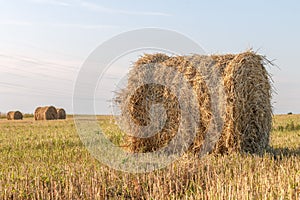 A gold yellow rolls of haystacks corded on a wheat field