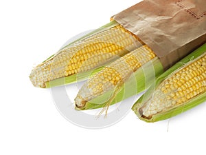 Gold yellow sweet corn isolated on white