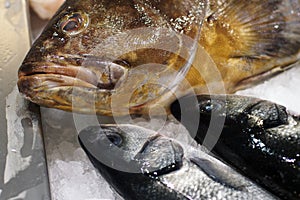 Goldblotch grouper (Epinephelus costae) and european seabass (Dicentrarchus labrax)