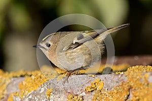 Goldcrest