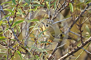 Goldcrest bird Regulus regulus foraging through branches of trees and bush