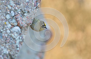 Goldcrest bird on a rock