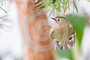 Goldcrest clinging on pine tree