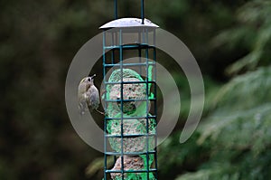 Goldcrest feeding on Suet Balls.