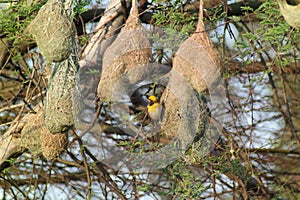 Pendulous Nest Birds colony photo