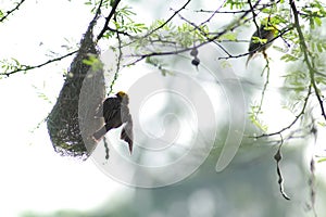 Pendulous Nest Birds colony photo