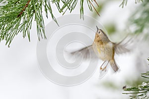 Goldcrest flying under pine needles