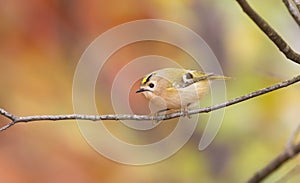 Goldcrest, golden-crested kinglet, regulus regulus. The smallest bird in Europe
