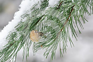 Goldcrest looking back