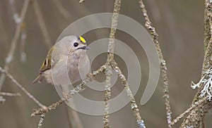 Goldcrest - male bird at forest in spring