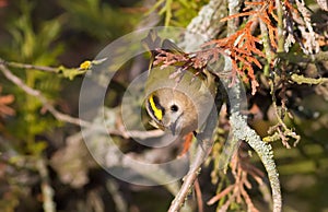 Goldcrest, regulus regulus, golden-crested kinglet. The smallest bird in Eurasia