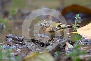 Goldcrest, regulus regulus, golden-crested kinglet. The smallest bird in Eurasia