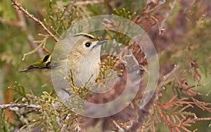 Goldcrest, Regulus regulus, golden-crested kinglet