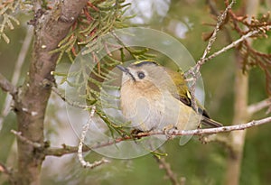 Goldcrest, Regulus regulus, golden-crested kinglet. The smallest bird of Eurasia