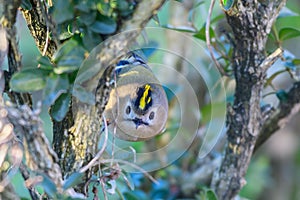 Goldcrest, regulus regulus, golden-crested kinglet. The smallest bird in Eurasia