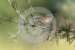 Goldcrest, Regulus regulus