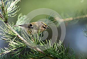 Goldcrest, Regulus regulus