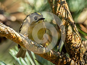 Goldcrest Regulus regulus