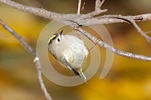 Goldcrest (Regulus regulus)