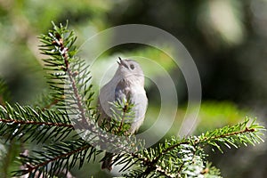 Goldcrest (Regulus regulus)