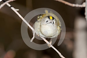 Goldcrest (Regulus regulus)