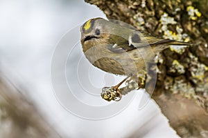 Goldcrest (Regulus regulus)