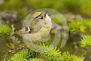 Goldcrest - Regulus regulus