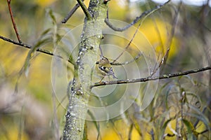 Goldcrest Regulus Regulus