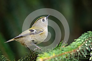 Goldcrest, Regulus regulus. A bird explores the branches of a Christmas tree in search of food
