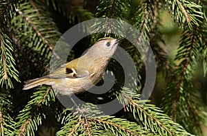 Goldcrest, Regulus regulus. A bird explores the branches of a fir tree in search of food