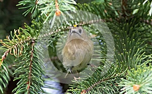 Goldcrest, Regulus regulus. A bird flies from branch to branch looking for food.